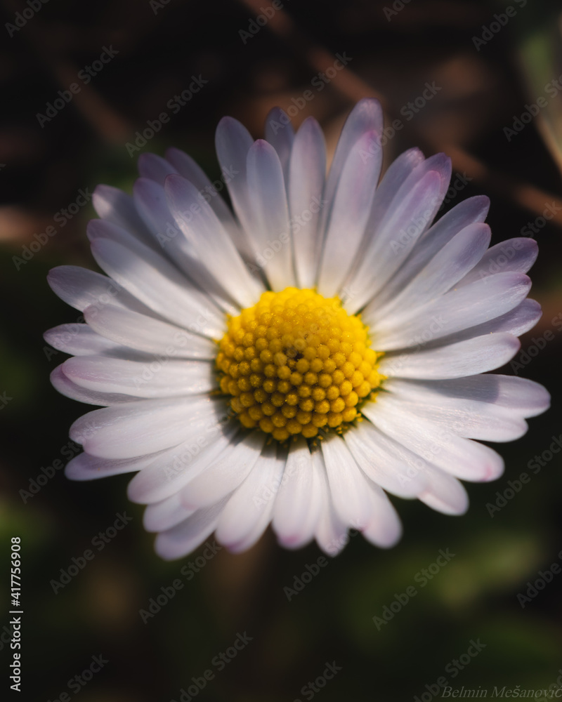Close up shot of a white wild flower Close up shot of a white wild flower
