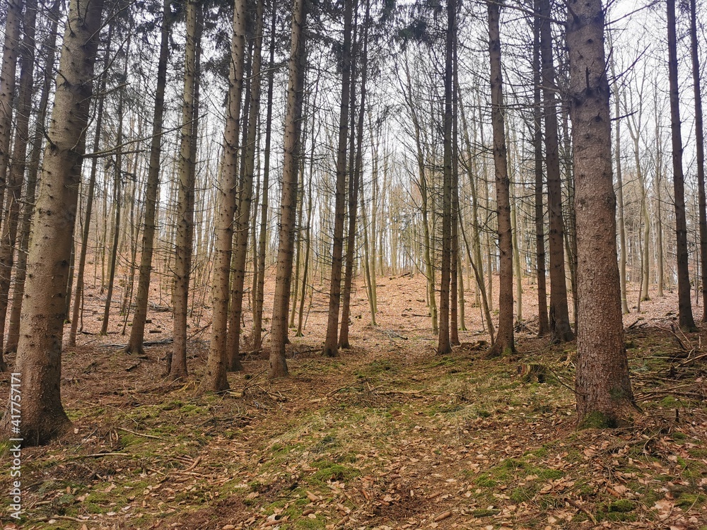 Trees in the woods in north Germany close to the city of Rostock Trees in the woods in north Germany close to the city of Rostock
