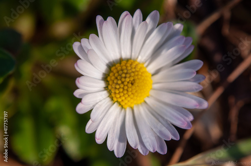 Close up shot of a white wild flower © belminmesh