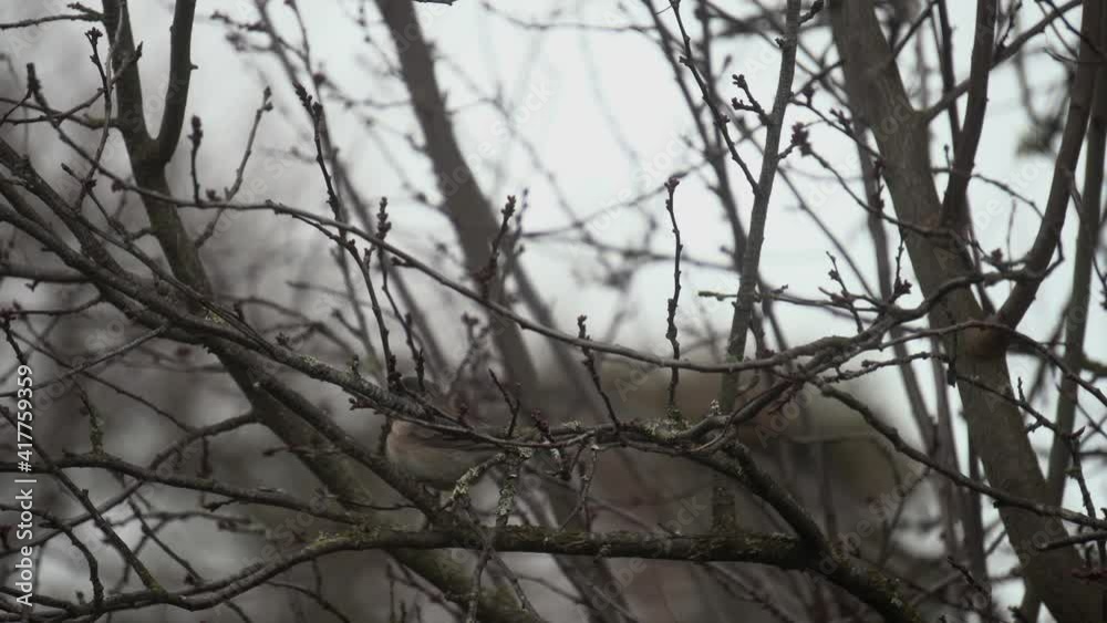 Dark-eyed Junco sitting on a blossom tree during winter eating breakfast Dark-eyed Junco sitting on a blossom tree during winter eating breakfast