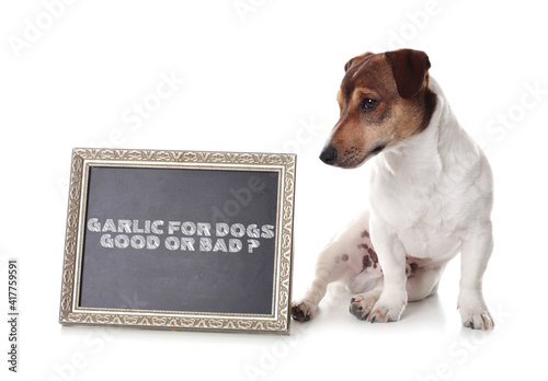 Cute dog and chalkboard with text GARLIC FOR DOGS GOOD OR BAD? on white background