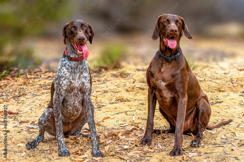 Two  German Shorthaired Pointer dogs  outside in Nature 