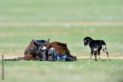 little new born baby goats on field in spring