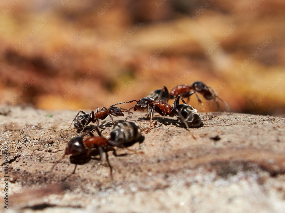 ants in natural habitat (Formica rufa) ants in natural habitat (Formica rufa)