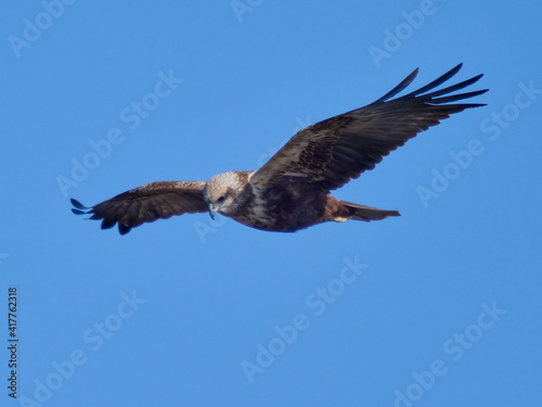 Western Marsh-harrier flying against the blue sky (Circus aeruginosus)