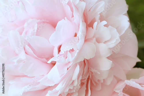 beautiful pink peony flower with soft gentle petals