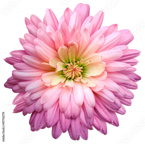 pink  chrysanthemum.  Flower on a white isolated background with clipping path.  For design.  Closeup.  Nature.