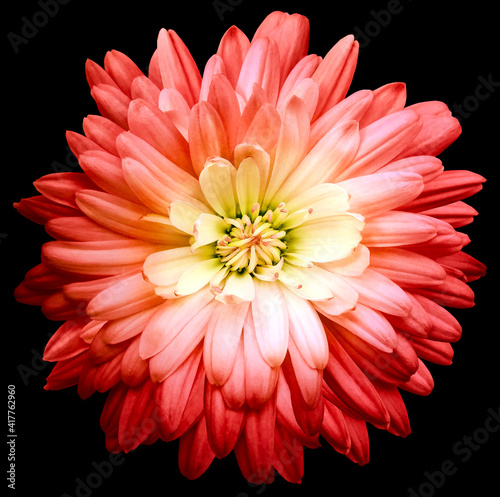 Red chrysanthemum. Flower on black isolated background with clipping path. For design. Closeup. Nature.