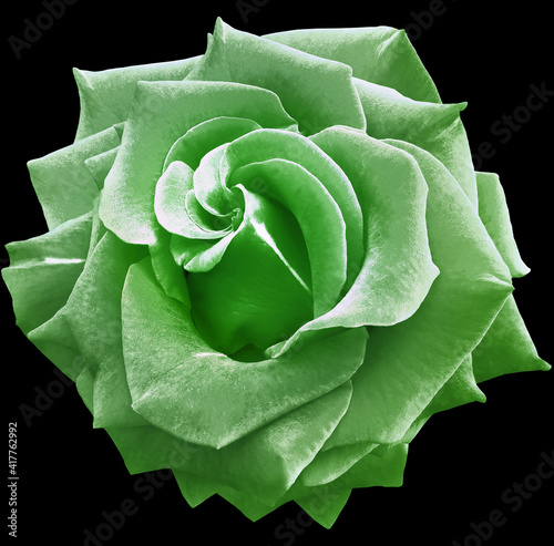 Green  rose flower  on black  isolated background with clipping path. Closeup. For design. Nature.