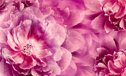 Floral purple background. Flowers and peony petals. Flower composition. Nature.