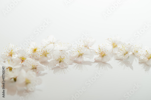 桜の花びら © 歌うカメラマン