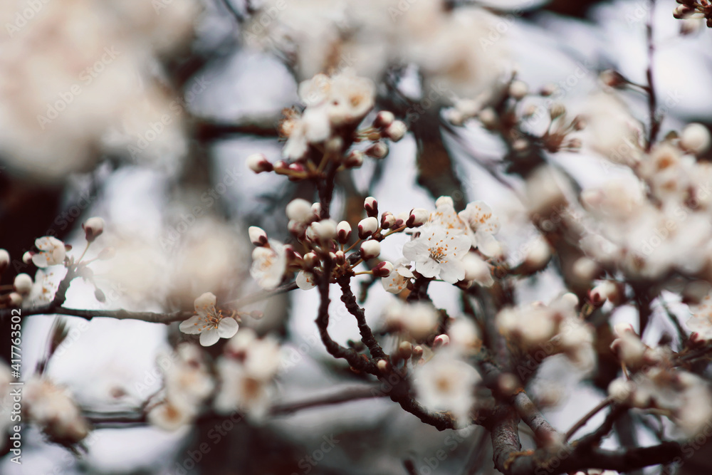 tree blossom with small white flowers at springtime tree blossom with small white flowers at springtime