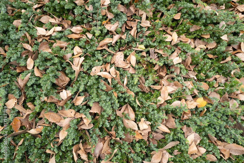 green and brown autumn leaves on the ground green and brown autumn leaves on the ground