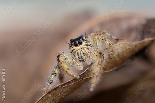 Close up of samantha jumping spider on the leaf.