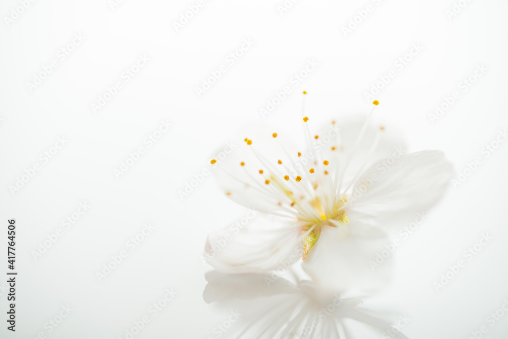桜の花びら