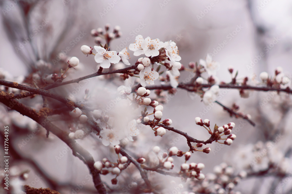 tree blossom with small white flowers at spring tree blossom with small white flowers at spring
