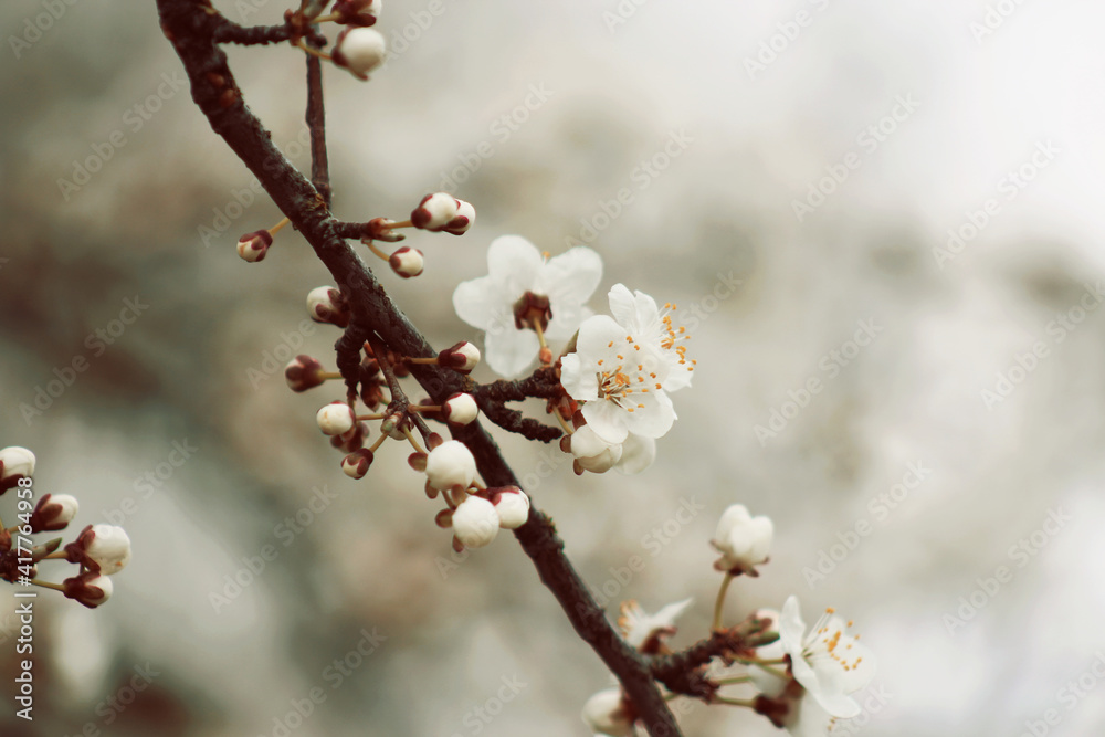tree blossom with small white flowers at spring tree blossom with small white flowers at spring
