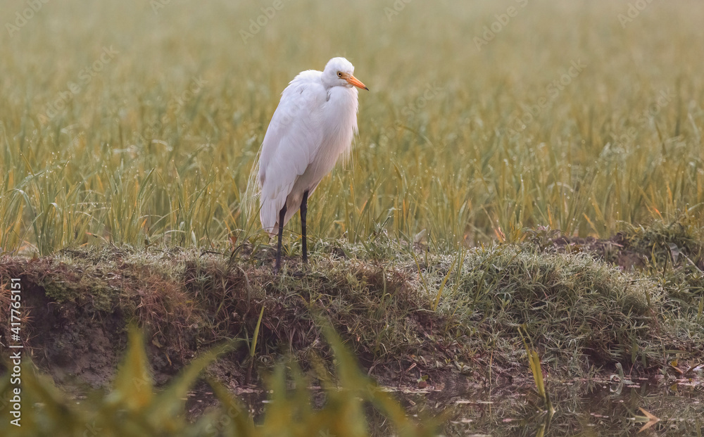 Fototapeta premium White egret bird sitting near a farmland