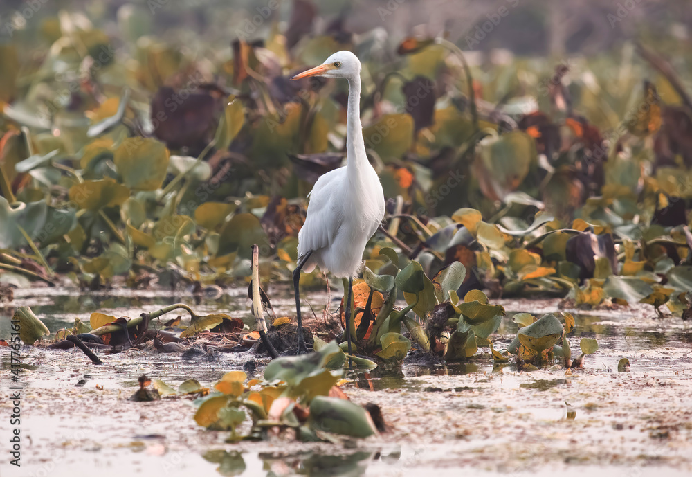 Fototapeta premium White Egret bird sitting near a marshy swamp