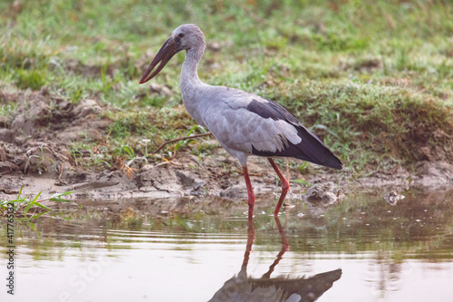 Open billed stork bird wading in swamp water