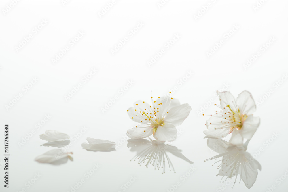 桜の花びら 桜の花びら
