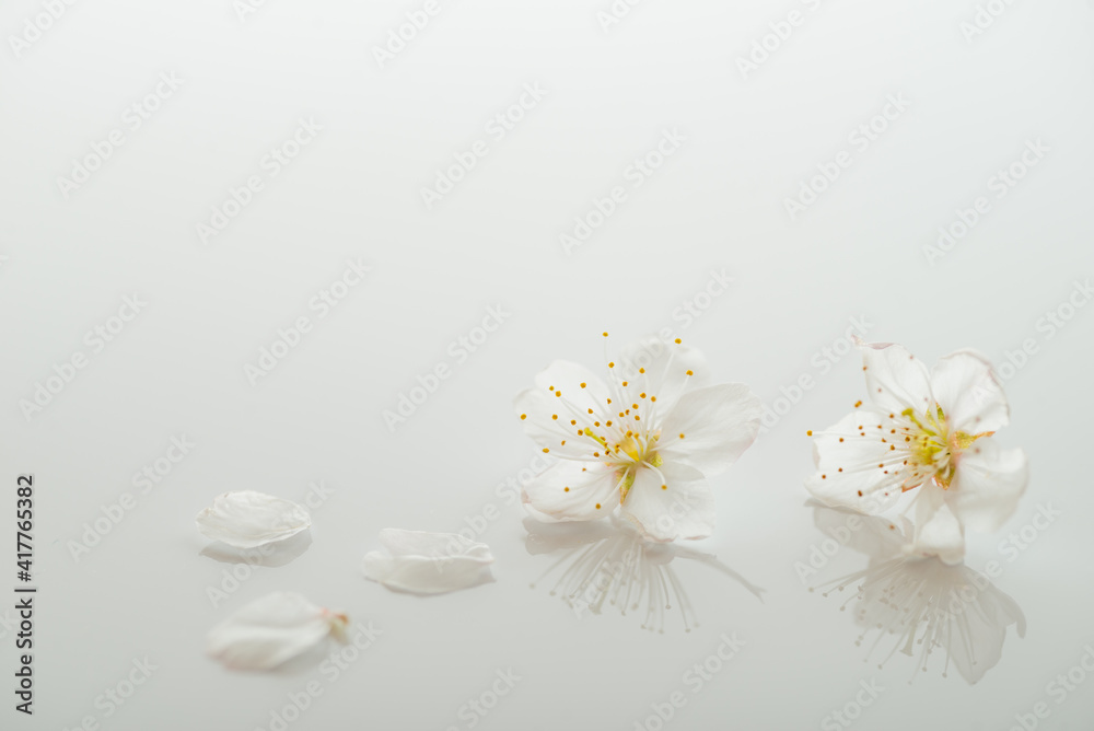 桜の花びら 桜の花びら