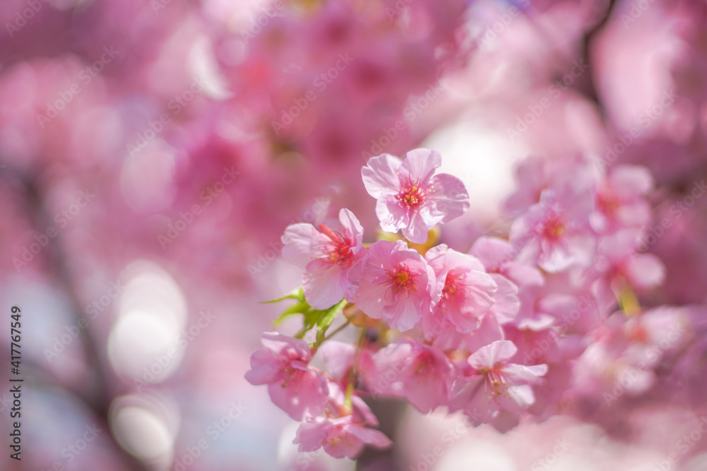 Fototapeta premium Cherry blossom on the tree in Japan in the spring season