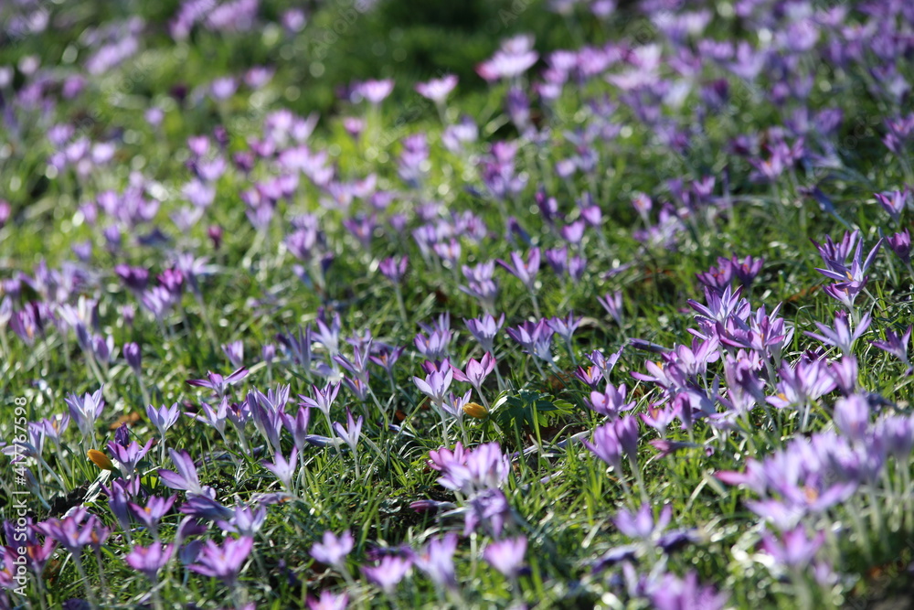 Obraz premium Crocus carpet on a meadow in the park