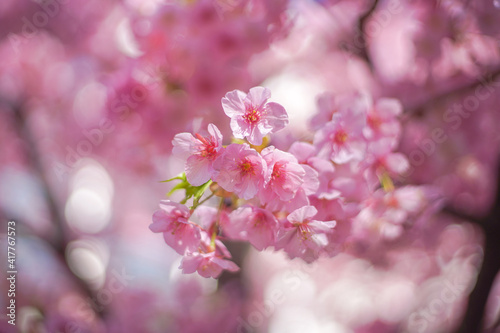 Cherry blossom on the tree in Japan in the spring season