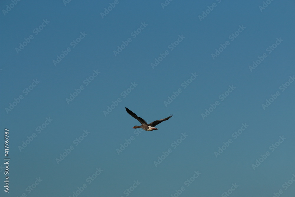 One flying wild goose against the clear blue sky