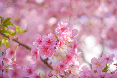 Cherry blossom on the tree in Japan in the spring season