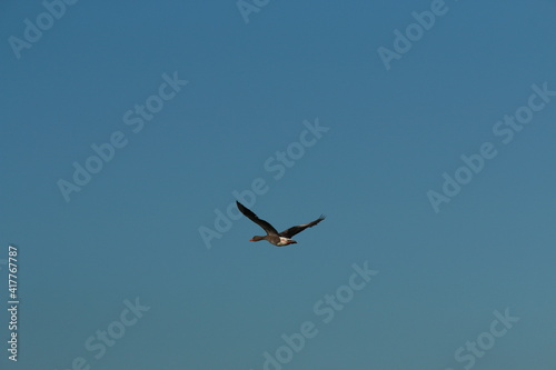 One flying wild goose against the clear blue sky