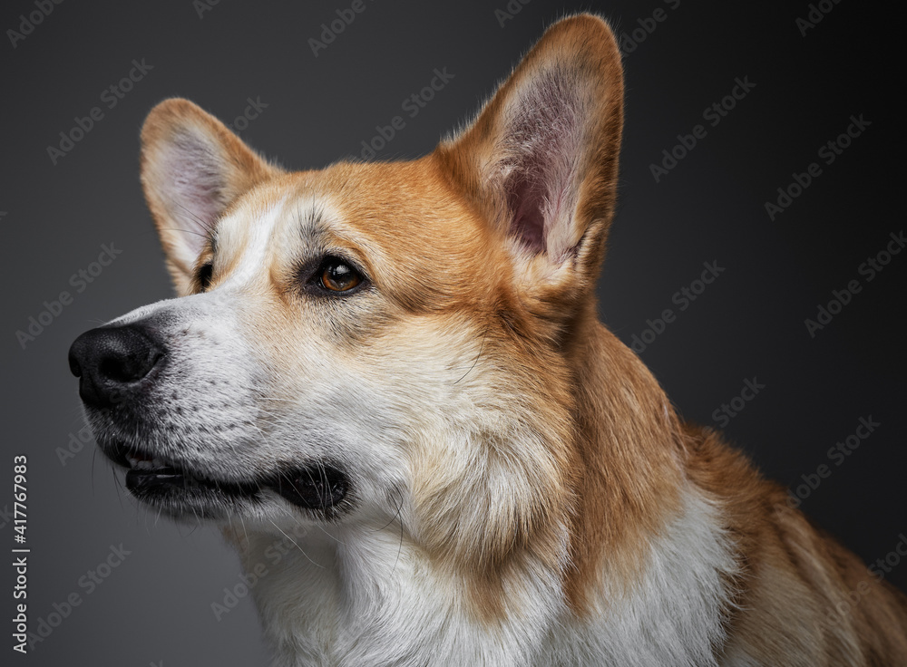 Fototapeta premium Portrait of an adorable short haired welsh corgi dog isolated and waiting on black background in studio.