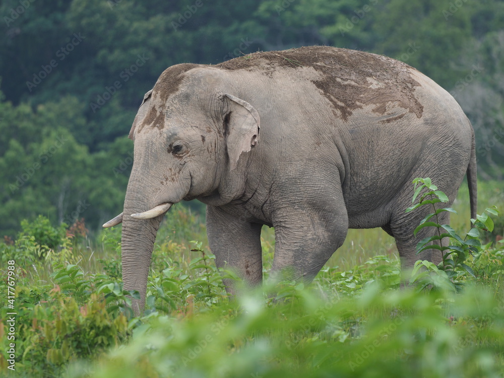 Naklejka premium Group of elephant cross road at khao yai national park , Thailand