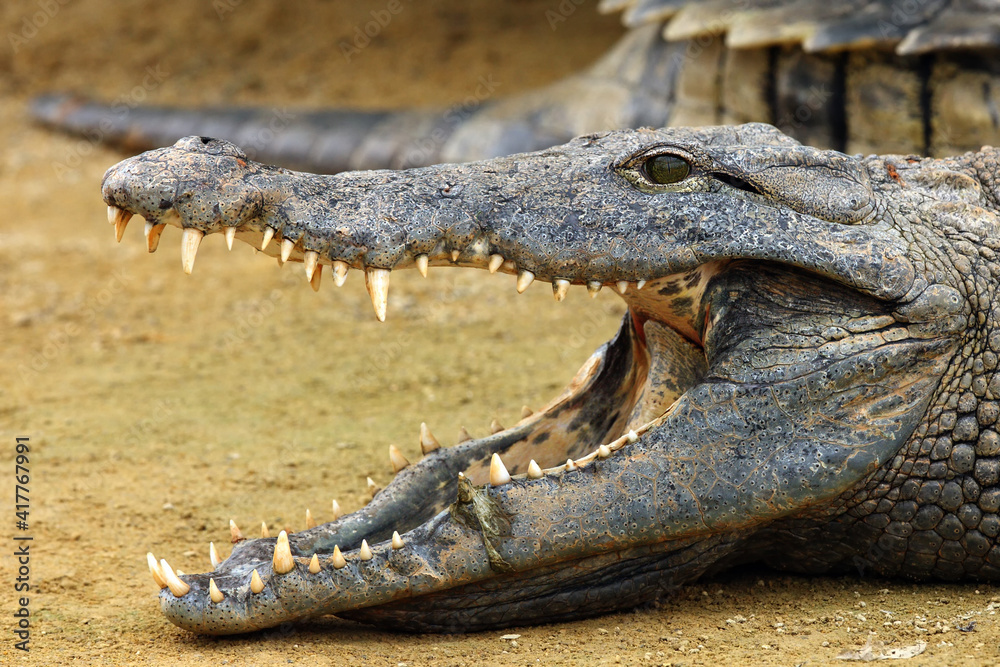 Obraz premium The Nile crocodile (Crocodylus niloticus) ,Nile crocodile portrait. Portrait with open jaw.Huge open jaws with lots of teeth.