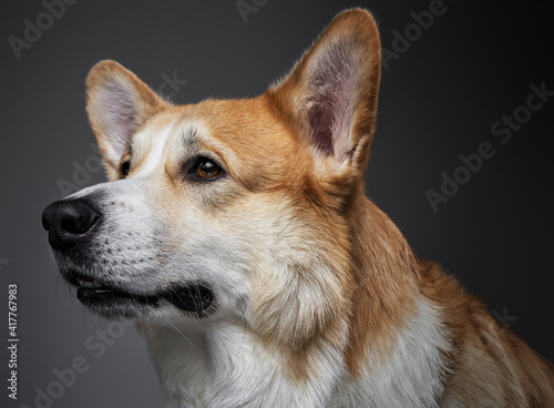 Portrait of an adorable short haired welsh corgi dog isolated and waiting on black background in studio.