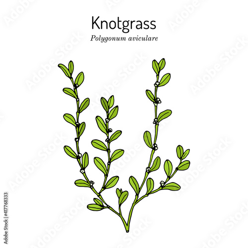 Common knotgrass, Polygonum aviculare , medicinal plant