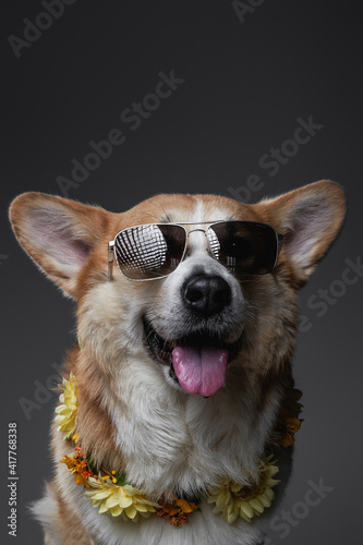 Elegant welsh corgi puppy sitting and smiling with a chamomile yellow flowers and sunglasses on gray background in vacation.