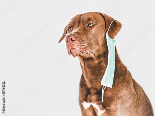 Charming  adorable brown puppy holding a medical mask. Indoors  studio shoot. Concept of care  education  obedience training  raising pets