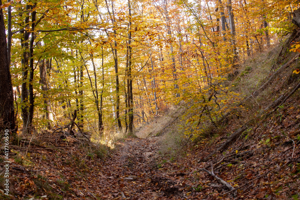 Autumn landscape of a beech-oak forest