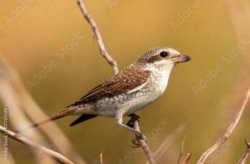 Portrait of young Red-backed Shrike