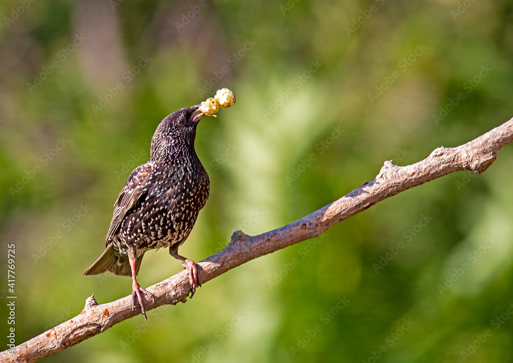 Common Starling close to the nest Common Starling close to the nest