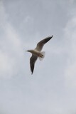 Seagull in flight against a cloudy sky. Flying seagull on natural isolate. Selectiv focus