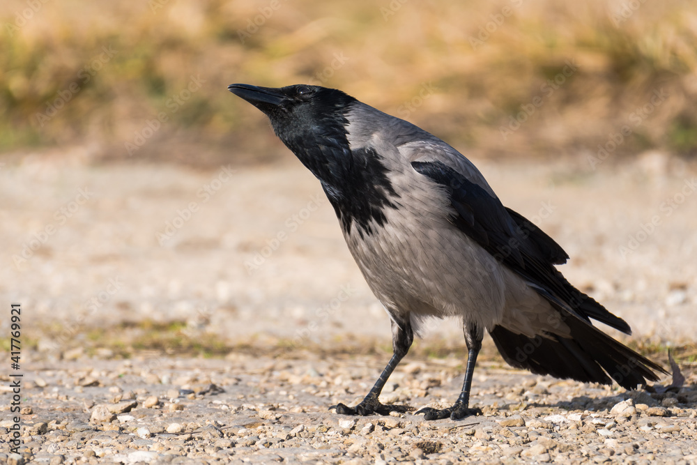 A Hooded Crow Standing on the Ground and Watching the Surroundings A Hooded Crow Standing on the Ground and Watching the Surroundings