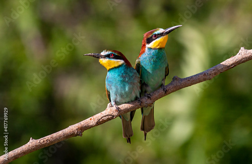 Europaen Bee-eater in spring