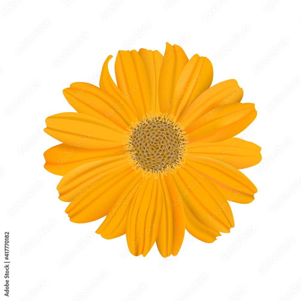 Yellow chamomile isolated on white background. Yellow chamomile isolated on white background.
