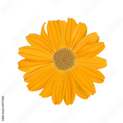 Yellow chamomile isolated on white background.