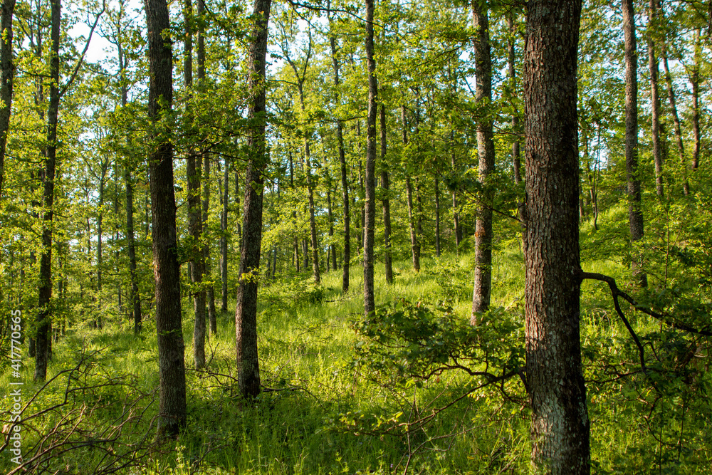 Fototapeta premium Landscape of spring young oak forest