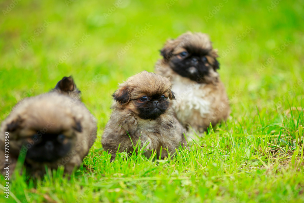 Pekingese puppies on the lawn Pekingese puppies on the lawn