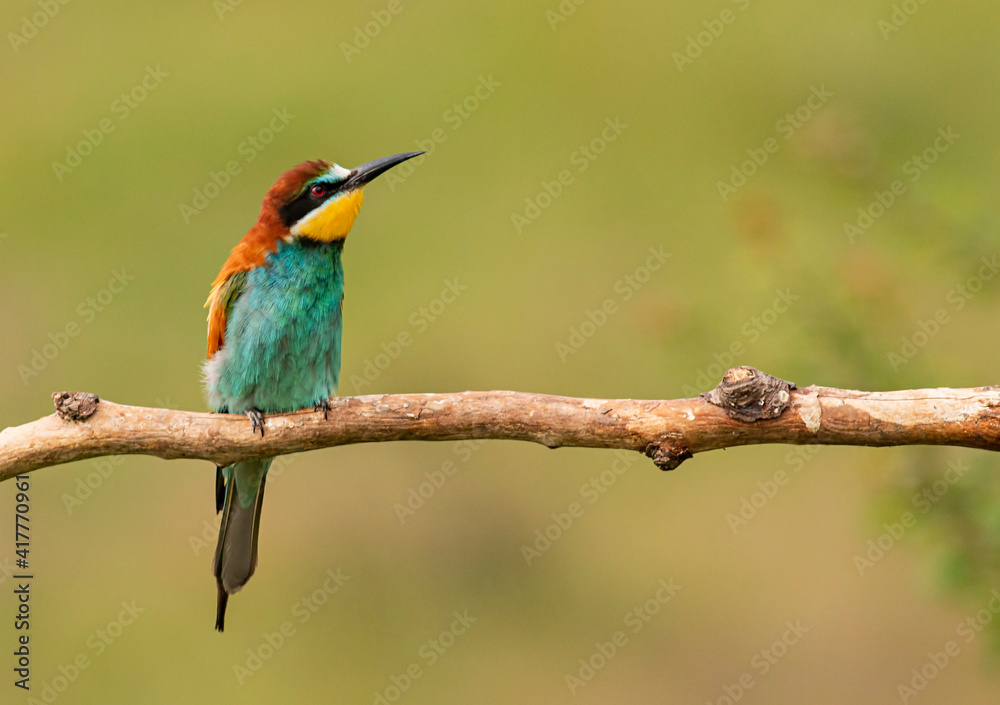 Europaen Bee-eater in spring Europaen Bee-eater in spring